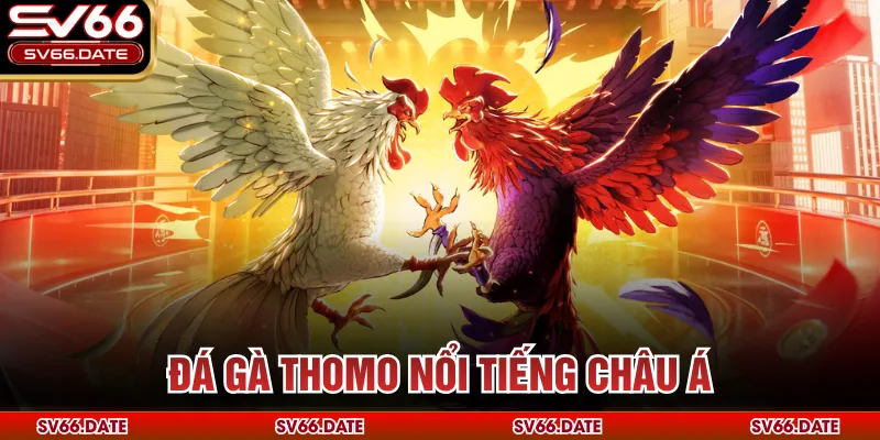 Đá gà Thomo nổi tiếng châu Á